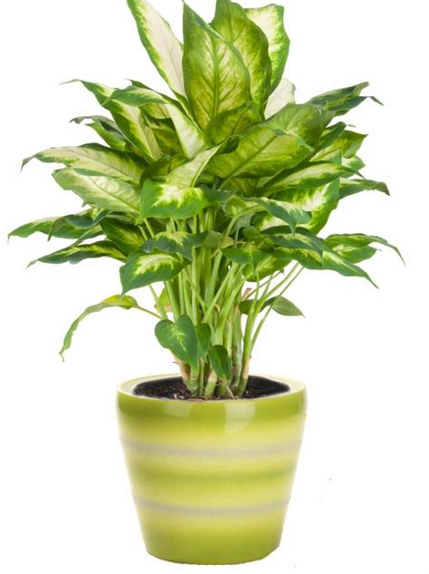 21 Indoor Plants For Low Light Best Houseplants That Thrive In Shade