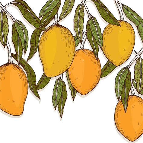 Free Vector Botanical Mango Tree Illustration