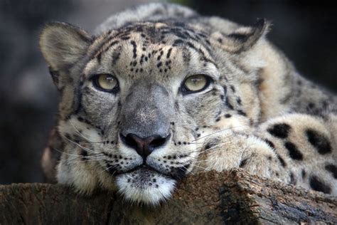 Snow Leopards Flickr