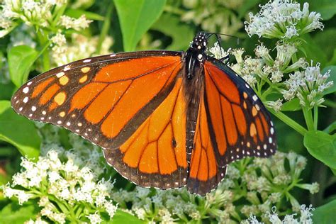 Dallas Trinity Trails Migrating Monarchs At Big Spring