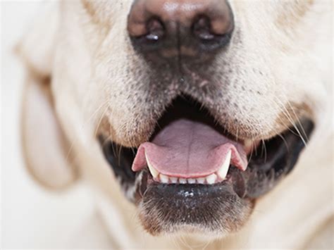 Dental Care Dog Health The Kennel Club