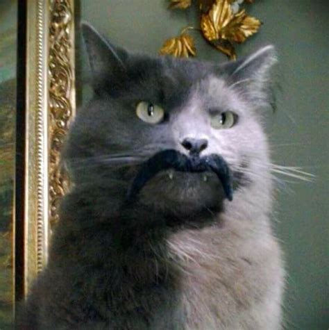 Movember Cat Style Catcon Worldwide