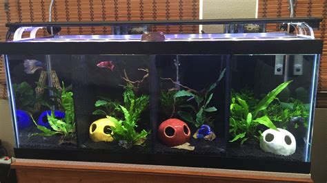 Divided Betta Tank Fish Girl Writes Divided Betta Tanks This Is My