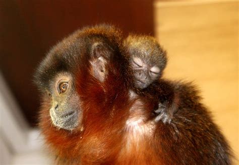 Breeding Success For Our Titi Monkeys Colchester Zoo