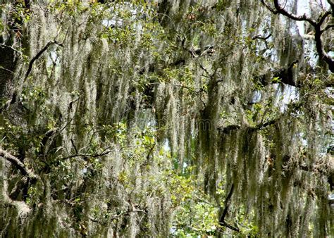 Spanish Moss On Trees In A Georgia Forest Stock Photo Image Of