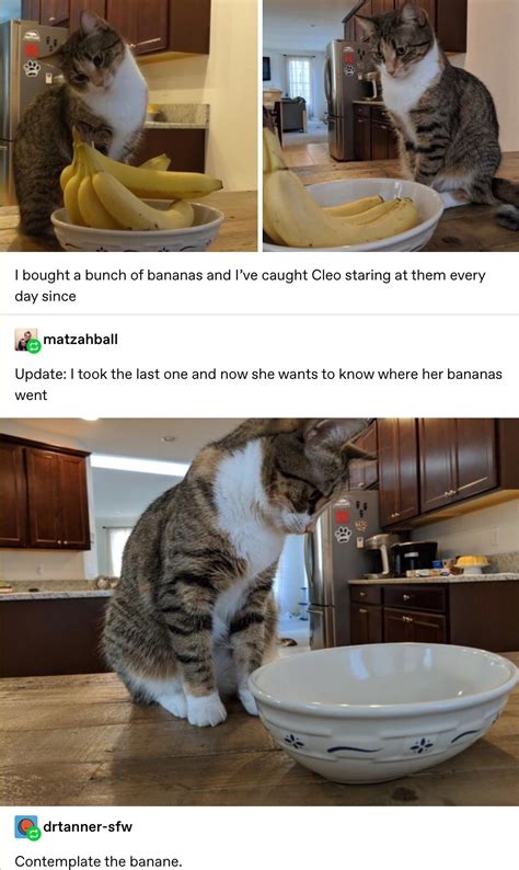 Most of us enjoy eating bread with our family and loved ones. Can Cats Eat Bananas Reddit - petfinder