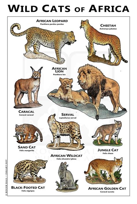 Wild Cats Species List