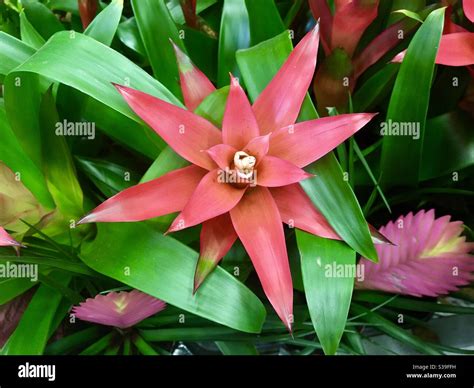 Bromeliad Plants Stock Photo Alamy