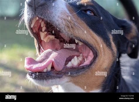 Open dog mouth showing tongue and teeth Stock Photo - Alamy
