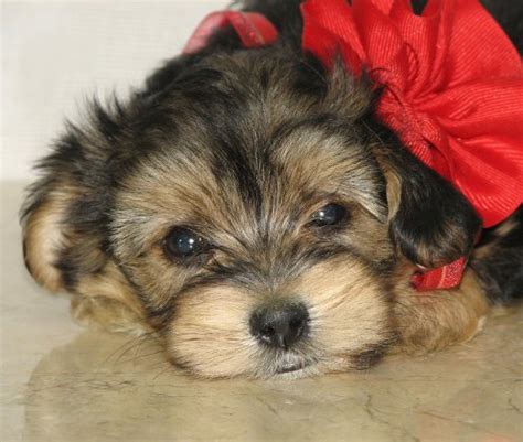 Find maltipoo in dogs & puppies for rehoming | 🐶 find dogs and puppies locally for sale or adoption in canada : www.ohpuppylove.com- Dog Breeds,morkie, shorkie, maltipoo ...