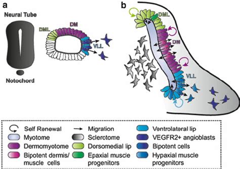 Check spelling or type a new query. A model illustrating cell-fate decisions in the somite ...