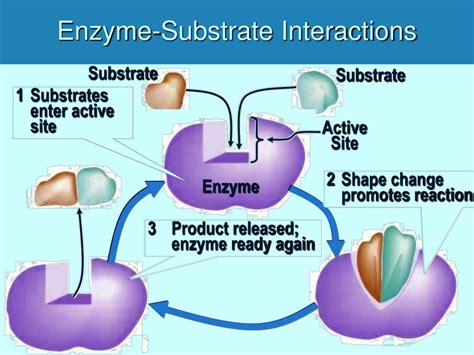 Ppt Protein Structure And Enzyme Function Powerpoint Presentation