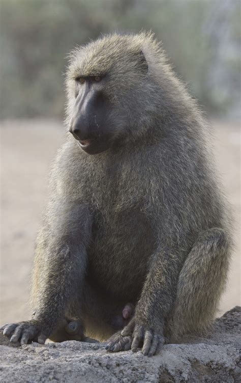 Olive Baboon aka Anubis Baboon | The Olive Baboon is named f… | Flickr
