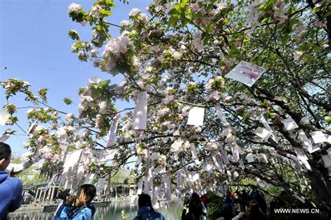 Annual Cherry Blossom Festival Attracts Crowds In Jinan China Org Cn
