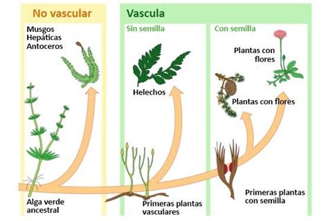 Reino Vegetal Características Y Clasificación De Las Plantas ¡¡resumen