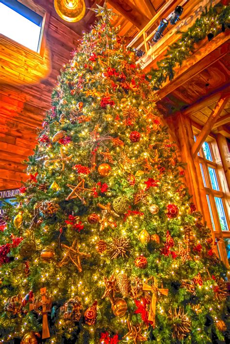 Huge Christmas Tree Free Stock Photo Public Domain Pictures