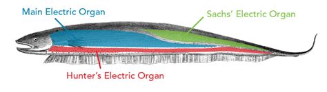 Generating Electricity Electric Animals Lets Talk Science