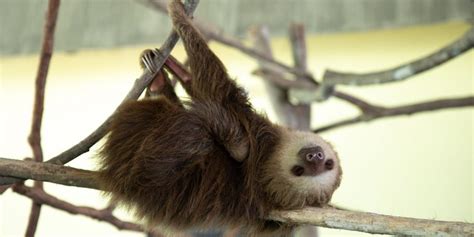 Take Your Time Celebrate International Sloth Day This Year Citrinitas