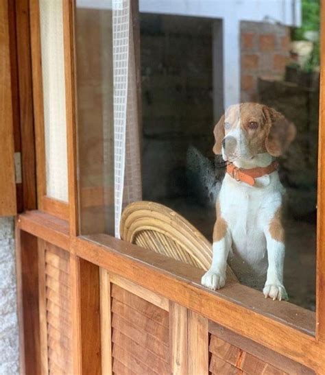 14 Funny Beagles Who Will Make You Smile Petpress Beagle Puppies