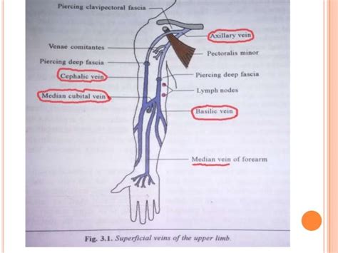 Venous And Lymphatic Drainage Of Upper Limb