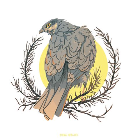 Sparrowhawk By Fionacreates On Deviantart