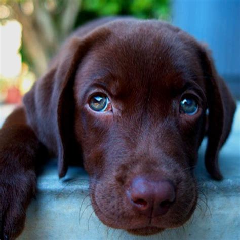 I just saw a picture of a black puppy with blue eyes. morning。 | Chocolate lab puppies, Green eyes and Labs