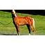 Golden Palomino Horses For Sale  Horse Choices