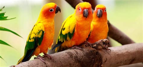 PÁjaros Aves Tipos Y Nombres De Pájaros Explicados Uno Por Uno