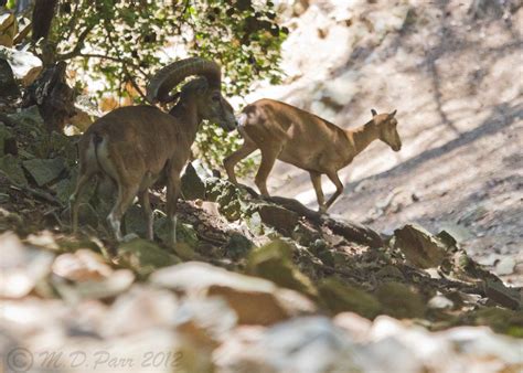 Cyprus Mouflon Ovis Orientalis Ophion The Mouflon Ovis Flickr