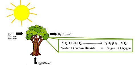 Proses Terjadinya Fotosintesis Pada Tumbuhan Hijau Reaksi Kimia