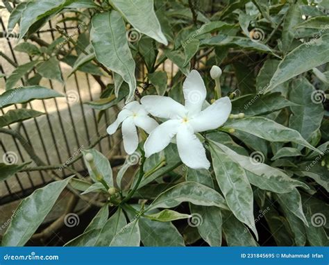 Beautiful White Jasmine Flowers On The Tree Stock Image Image Of