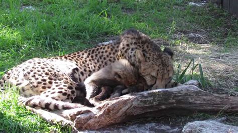 Baby Cheetahs Playing With Mom Youtube