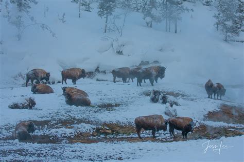 Bison In Winter Ice And Frost Yellowstone Wyoming Jess Lee