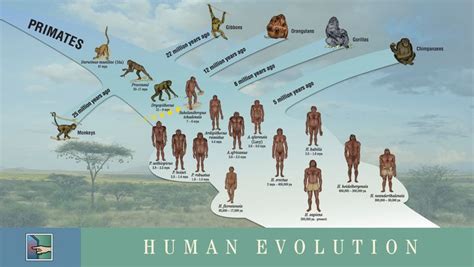 Human Evolution Tree Human Evolution Evolution