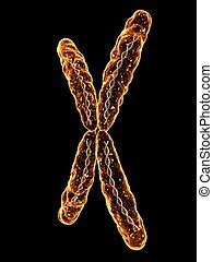 X, chromosom, render, 3d. Dns, render, makro, gene., x, chromosom, 3d. | CanStock