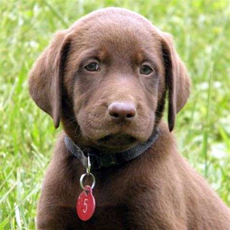Labs are sociable, affectionate, and loyal. Chocolate Lab Puppies For Sale!