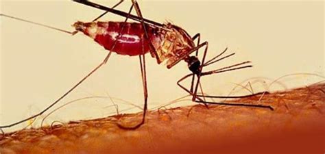 بحث عن الملاريا