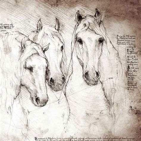 Leonardo Da Vinci Horse Studies Horses Horse Drawings Horse Art