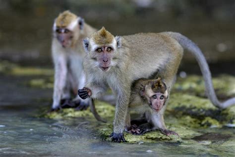 See more ideas about animals beautiful, animals, animals wild. Wildlife in Indonesia - Lonely Planet Travel Information