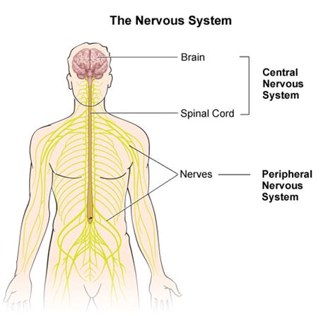 From i.pinimg.com the central nervous system is made up of the brain and spinal cord. Neurocutaneous Syndromes in Children