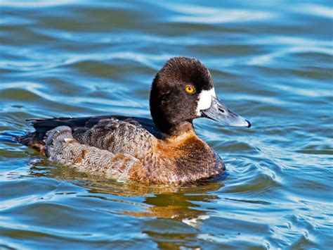 Best Greater Scaup Duck Stock Photos Pictures And Royalty Free Images