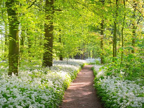 lente in nederland tips voor uitjes in de natuur