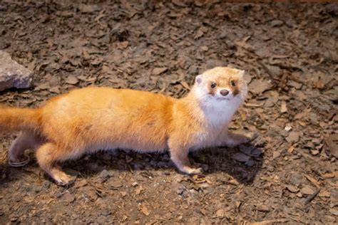 17 Types Of Weasels Species And Colors With Pictures Pet Keen