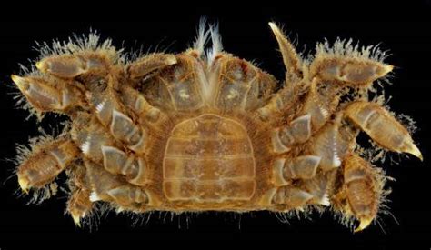 Crustacea Species