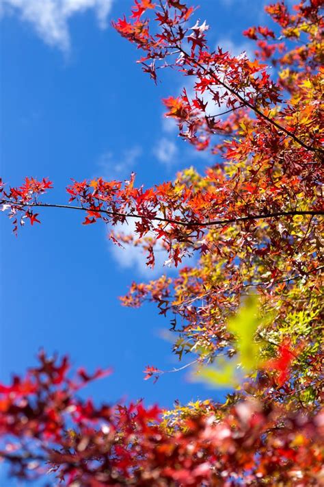 Explore the rich landscape and dramatic views across the orange nsw region on foot or bicycle. Autumn in Orange, and New Possibilities | Autumn weekend ...