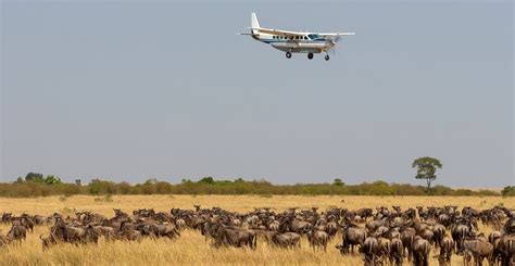 3 Days Masai Mara Flying Safaris From Mombasa Kenya Luxury Tour