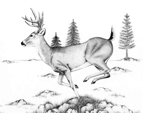 Whitetail Running By Tayjones On Deviantart Hunting Drawings Deer