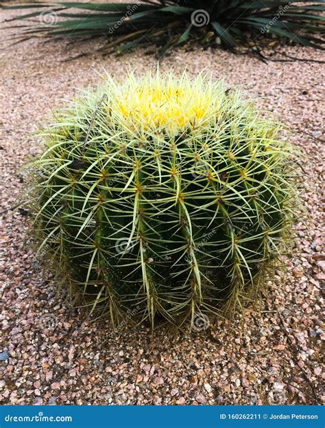 Small Round Cactus Plant Stock Image Image Of Cactus 160262211