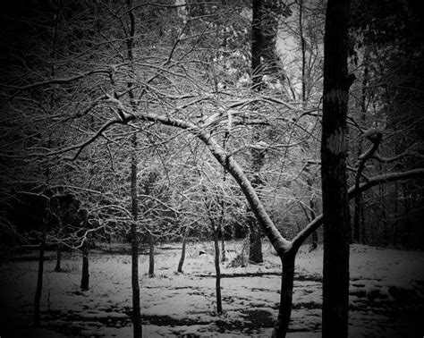 4x6 Black And White Winter Photography Glossy By Artvisionstudio 10