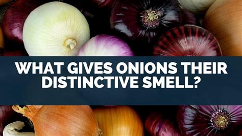 Top What Gives Onions Their Distinctive Smell Best Now Electronic